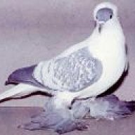 اكتافيوس