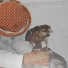 راعي قرموشه