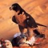 عَرَبٍ زَايِدْ